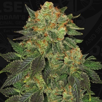 Bubblegum (T.H. Seeds) Feminisoitu