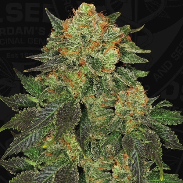 Bubblegum (T.H. Seeds) Feminisoitu