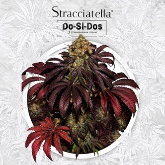 Stracciatella Do-Si-Dos X SBC (T.H.Seeds) Feminisoidut