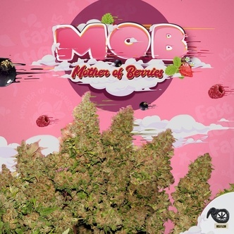 MOB (T.H.Seeds) Feminisoidut