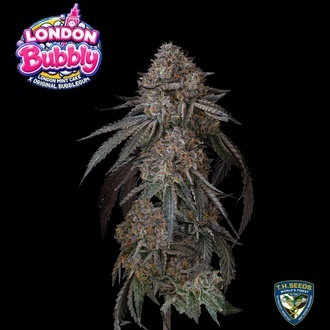 London Bubbly (T.H.Seeds) Feminisoitu