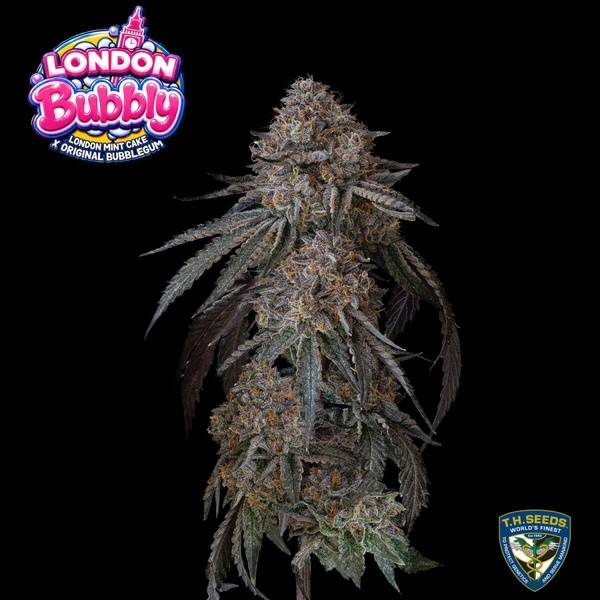 London Bubbly (T.H.Seeds) Feminisoitu