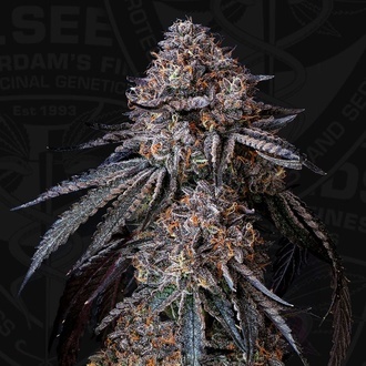 London Bubbly (T.H.Seeds) Feminisoitu