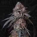 London Bubbly (T.H.Seeds) Feminisoitu