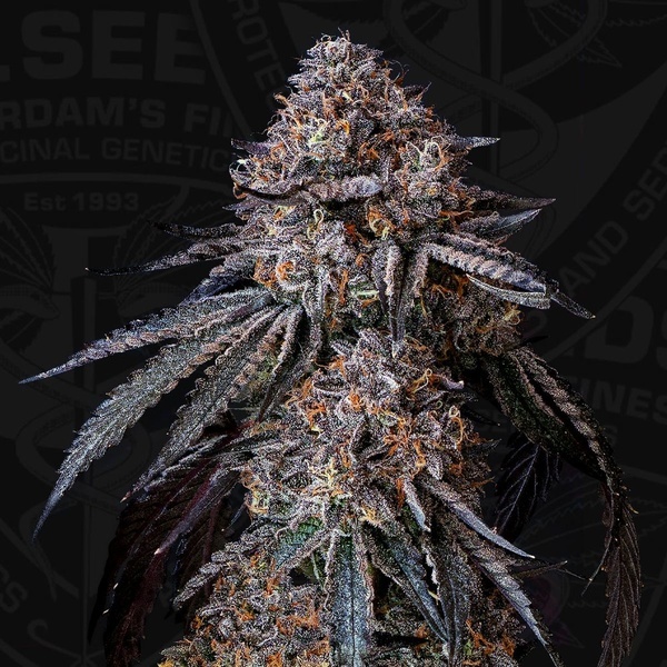 London Bubbly (T.H.Seeds) Feminisoitu