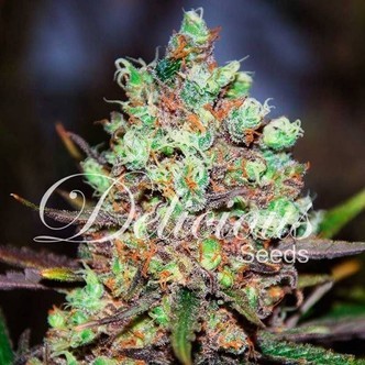 Cotton Candy (Delicious Seeds) feminisoitu