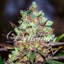 Cotton Candy (Delicious Seeds) Feminisoidut