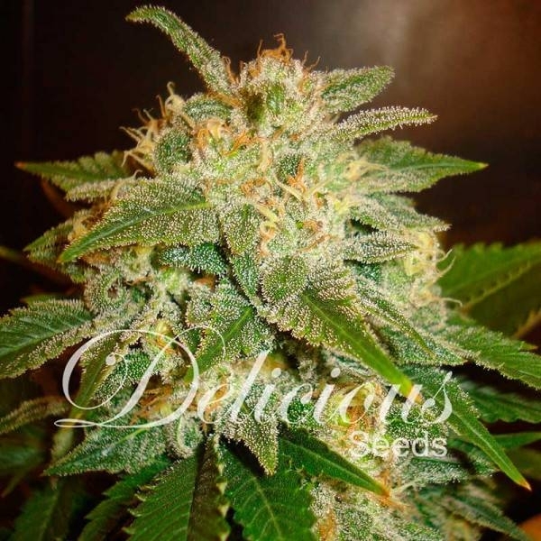 La Bella Afrodita (Delicious Seeds) Feminisoidut