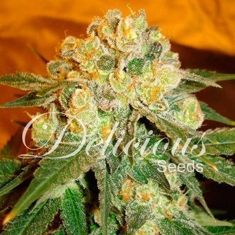 Marmalate (Delicious Seeds) feminisoitu