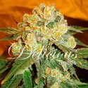 Marmalate (Delicious Seeds) Feminisoidut