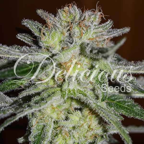 Northern Light Blue (Delicious Seeds) Feminisoidut