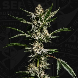 FireGum (T.H.Seeds) Feminisoidut
