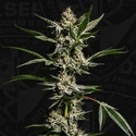FireGum (T.H.Seeds) feminisoitu