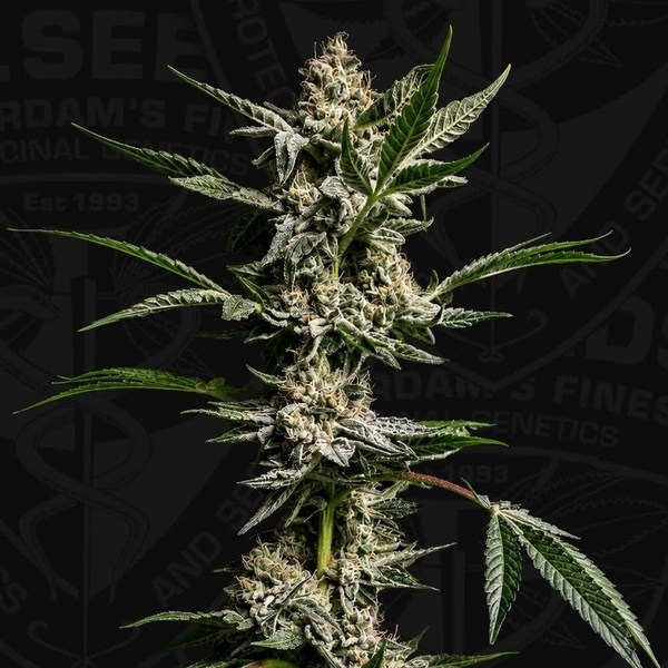FireGum (T.H.Seeds) feminisoitu