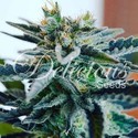 Sugar Black Rose (Delicious Seeds) Feminisoidut