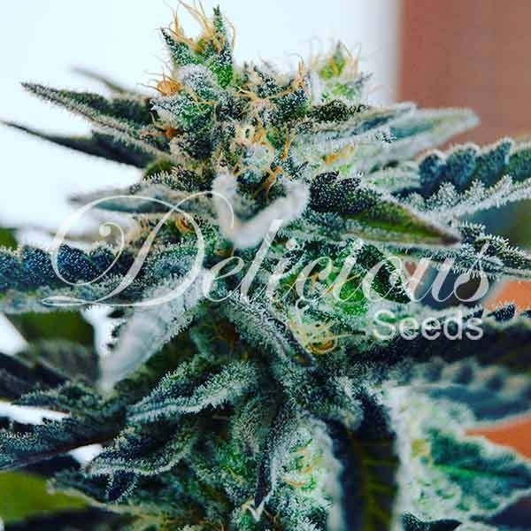 Sugar Black Rose (Delicious Seeds) Feminisoidut