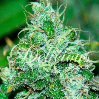 Fruity Chronic Juice (Delicious Seeds) feminisoidut
