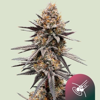 Gravity Berry F1 (Royal Queen Seeds) Feminisoidut