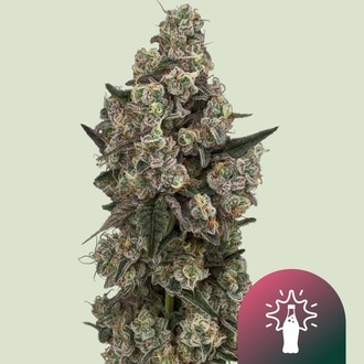 Supersoda F1 (Royal Queen Seeds) Feminisoidut