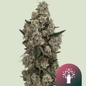 Supersoda F1 (Royal Queen Seeds) Feminisoidut