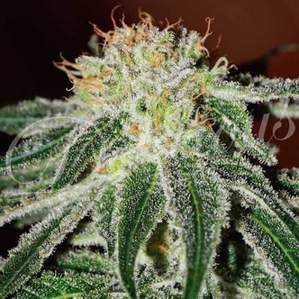Black Russian (Delicious Seeds) feminisoidut