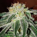 Black Russian (Delicious Seeds) Feminisoidut siemenet