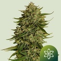 Quantum Terp F1 Auto (Royal Queen Seeds) Feminisoidut