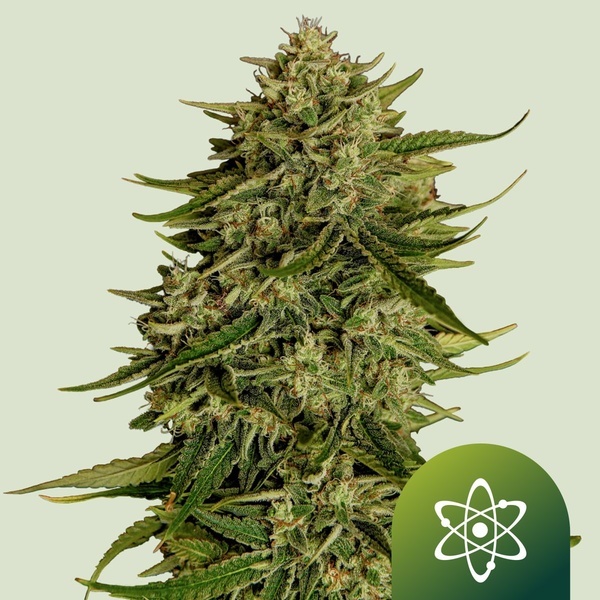 Quantum Terp F1 Auto (Royal Queen Seeds) Feminisoidut