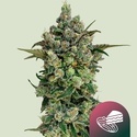 Dark Matter Cake F1 (Royal Queen Seeds) Feminisoidut