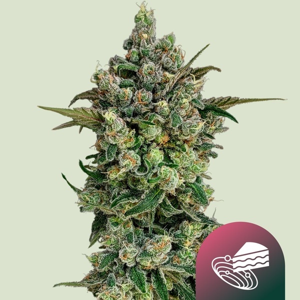 Dark Matter Cake F1 (Royal Queen Seeds) Feminisoidut