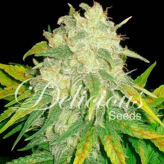 Il Diavolo (Delicious Seeds) Feminisoidut