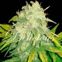 Il Diavolo (Delicious Seeds) Feminisoidut