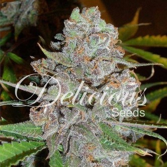 La Diva (Delicious Seeds) feminisoidut kannabiksen siemenet