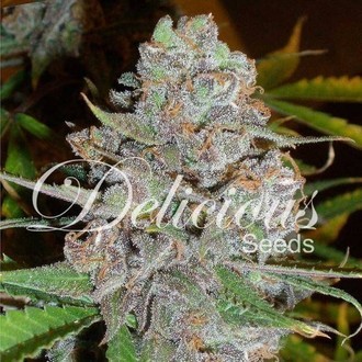 La Diva (Delicious Seeds) Feminisoidut siemenet