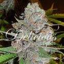 La Diva (Delicious Seeds) Feminisoidut siemenet