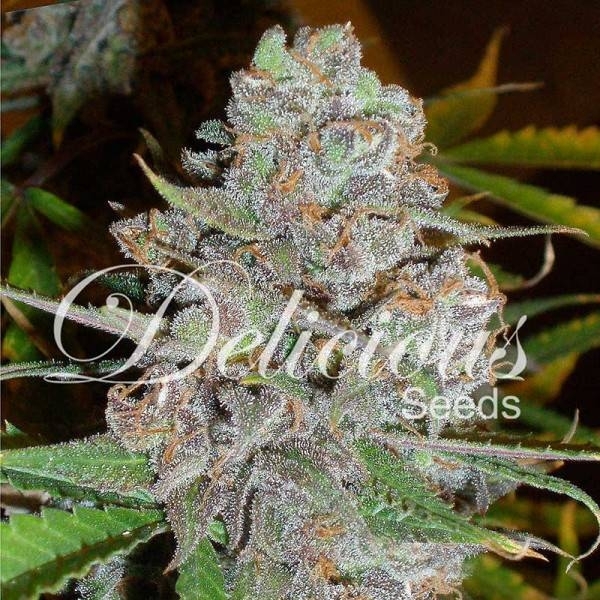 La Diva (Delicious Seeds) Feminisoidut siemenet