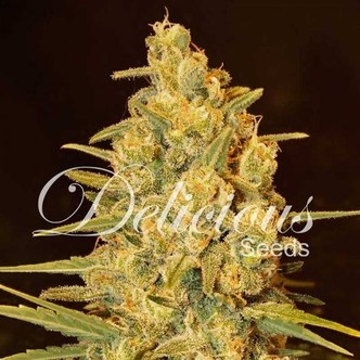 Critical Sensi Star (Delicious Seeds) feminisoidut kannabiksen siemenet