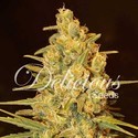 Critical Sensi Star (Delicious Seeds) Feminisoidut
