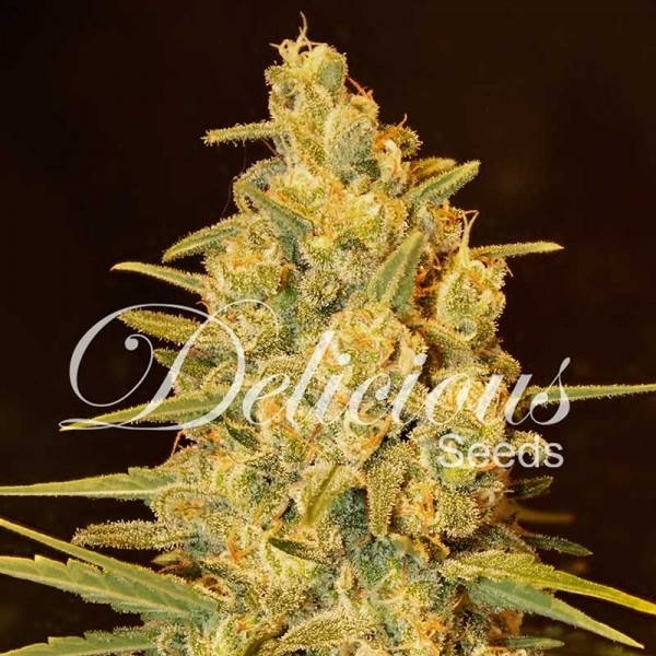 Critical Sensi Star (Delicious Seeds) Feminisoidut