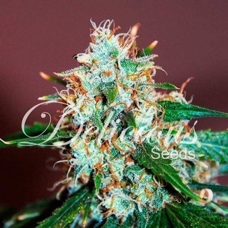 Critical Neville Haze 2.0 (Delicious Seeds) Feminisoidut