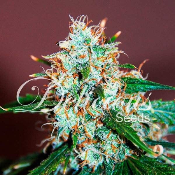 Critical Neville Haze 2.0 (Delicious Seeds) Feminisoidut