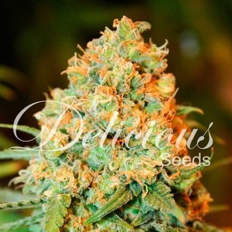 Critical Super Silver Haze (Delicious Seeds) feminisoidut kannabiksen siemenet