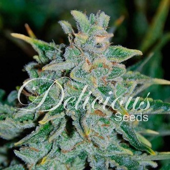 Northern Light Blue Auto (Delicious Seeds) feminisoidut