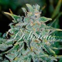 Northern Light Blue Auto (Delicious Seeds) Feminisoidut siemenet