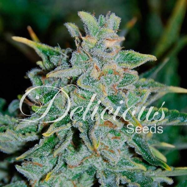 Northern Light Blue Auto (Delicious Seeds) Feminisoidut siemenet