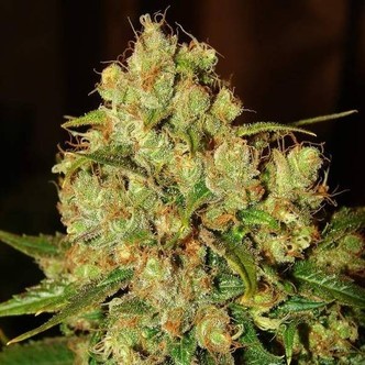 Master Kush (Nirvana) feminisoidut kannabiksen siemenet