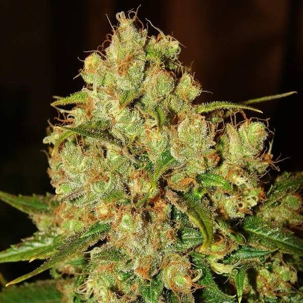Master Kush (Nirvana) Feminisoidut