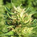 Super Skunk (Nirvana) Feminisoidut siemenet
