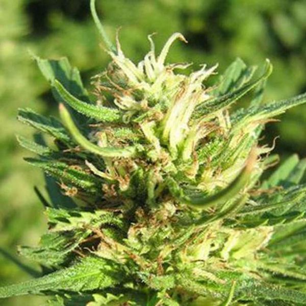 Super Skunk (Nirvana) Feminisoidut siemenet
