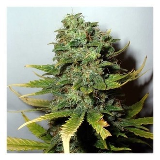 Super Skunk (Nirvana) Feminisoidut siemenet